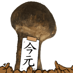 松茸研究家今元さんのマツタケ