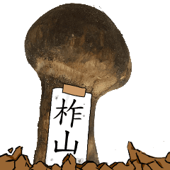 松茸研究家柞山さんのマツタケ