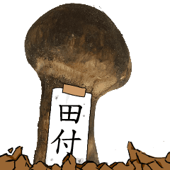 松茸研究家田付さんのマツタケ