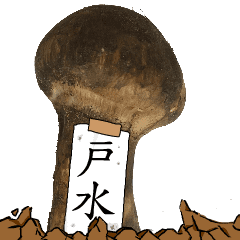 松茸研究家戸水さんのマツタケ