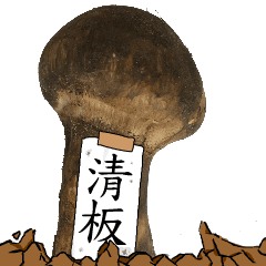 松茸研究家清板さんのマツタケ