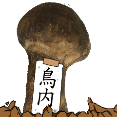 松茸研究家鳥内さんのマツタケ