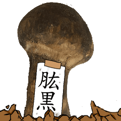 松茸研究家肱黒さんのマツタケ