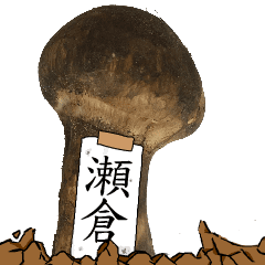 松茸研究家瀬倉さんのマツタケ