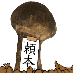 松茸研究家頼本さんのマツタケ