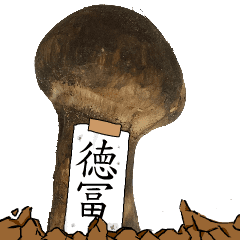松茸研究家徳冨さんのマツタケ