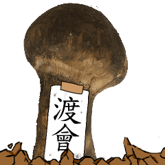 松茸研究家渡會さんのマツタケ