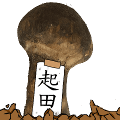 松茸研究家起田さんのマツタケ