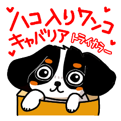 Cute dog of the tri-color for Japanese.