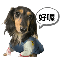 Teemo四目黑臘腸