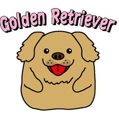 Golden Retriever Momo