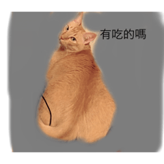 李小肥之家