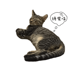 虎斑阿喵の喵生