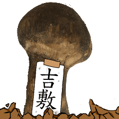 松茸研究家吉敷さんのマツタケ