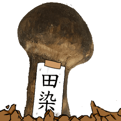 松茸研究家田染さんのマツタケ