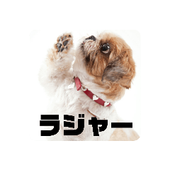 shih-tzu-shimao1