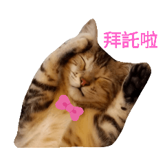 灰寶貝