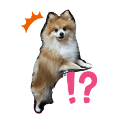 Pomeranian daily life