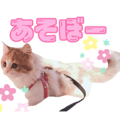 ARISA_20191225114446