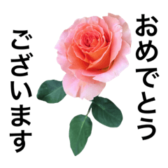 Aunt yasu's rose language R1