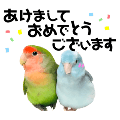 小桜インコラッキー&マメルリハそらお正月