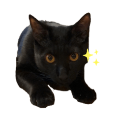 Daily Black Cat 2