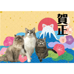 mochi mochi family_20191226190007