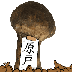 松茸研究家原戸さんのマツタケ