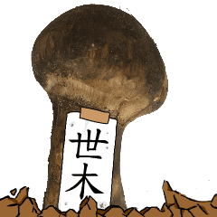 松茸研究家世木さんのマツタケ