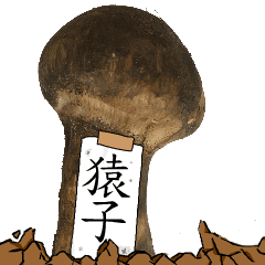 松茸研究家猿子さんのマツタケ