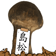 松茸研究家島松さんのマツタケ