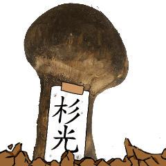 松茸研究家杉光さんのマツタケ