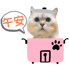 77的熊寶貝