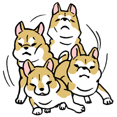 Mammals   Dog family   Shiba