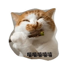 橘貓貓