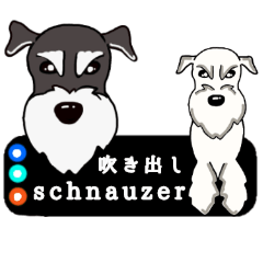 cool schnauzer dog