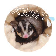 モモンガ Lineクリエイターズスタンプまとめ Stamplist モモンガ Lineクリエイターズスタンプまとめ Stamplist