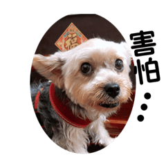 約克夏❤️小不點