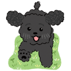 black Poodle daily life