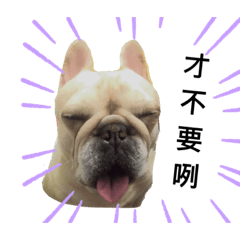 妮妮French Bulldog