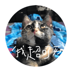 貓貓貓貓貓貓貓人
