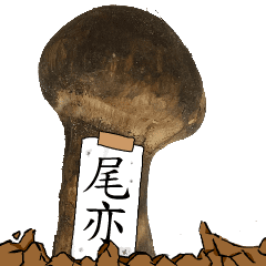 松茸研究家尾亦さんのマツタケ