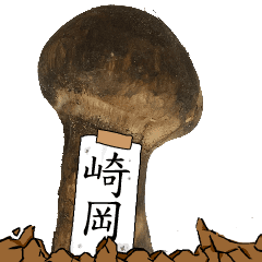 松茸研究家崎岡さんのマツタケ