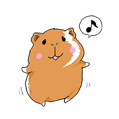 kawaii guinea pig Koo-chan