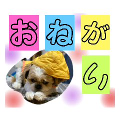 shizu_20191228210751