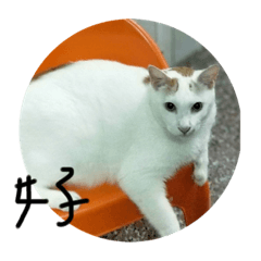 貓貓貓貓貓貓貓人2