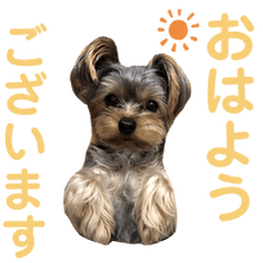 Yorkshire terrier Dog Stickers