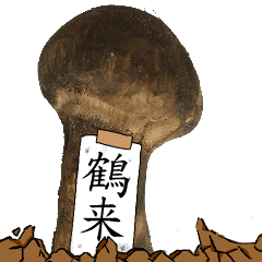 松茸研究家鶴来さんのマツタケ