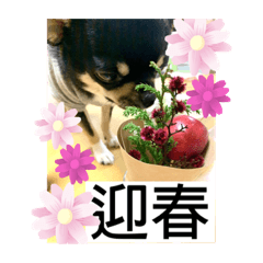 hinomaru chihuahua_20191229092228