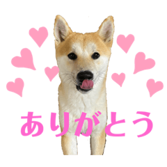 shibainu_fuku